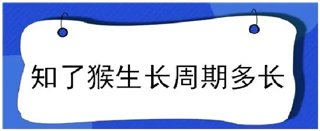 知了猴生长周期多长 | 三农问答