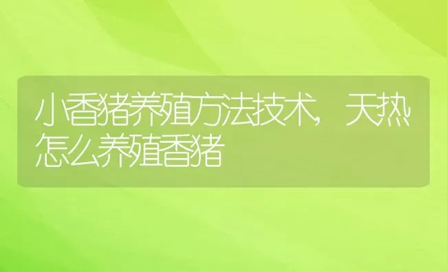 小香猪养殖方法技术,天热怎么养殖香猪 | 养殖常见问题