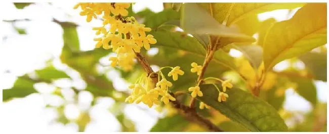 桂花的特点是什么地方 | 三农答疑