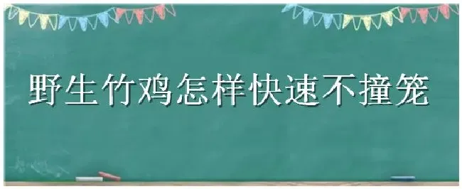 野生竹鸡怎样快速不撞笼 | 生活常识