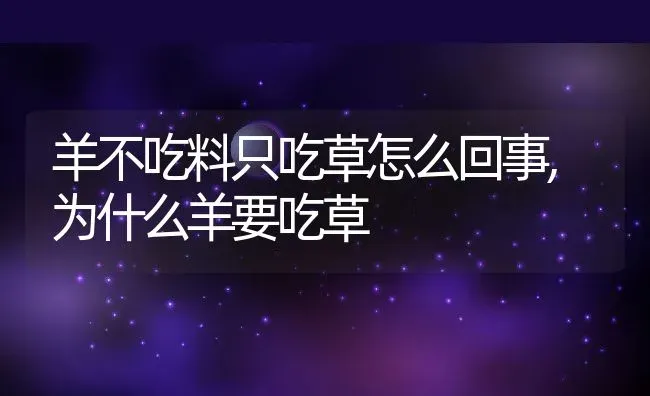 羊不吃料只吃草怎么回事,为什么羊要吃草 | 养殖常见问题
