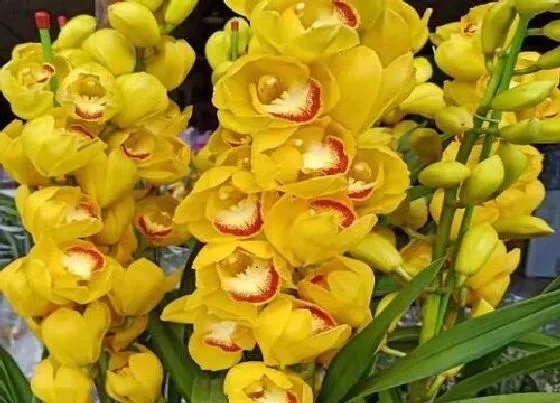 植物常识问题|兰花花苞出土后如何养护