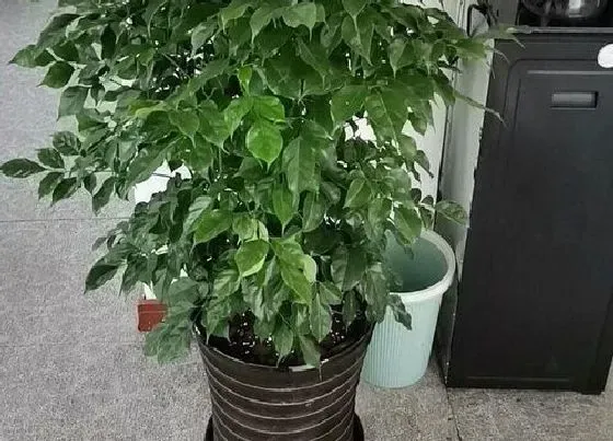 植物常识问题|给幸福树换盆时应该注意哪些