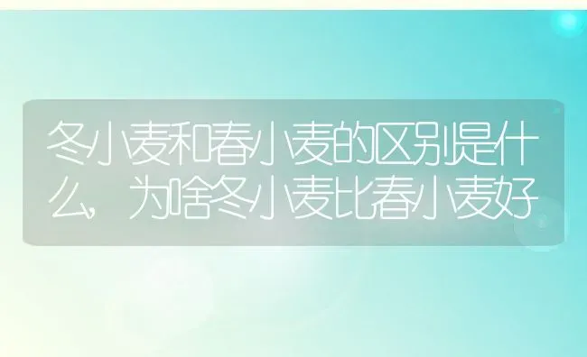 冬小麦和春小麦的区别是什么,为啥冬小麦比春小麦好 | 养殖常见问题