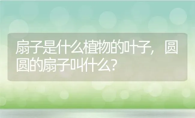 扇子是什么植物的叶子,圆圆的扇子叫什么？ | 养殖常见问题