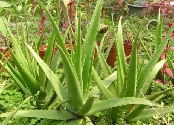 植物常识问题|强烈推荐的一款家庭必养植物--芦荟