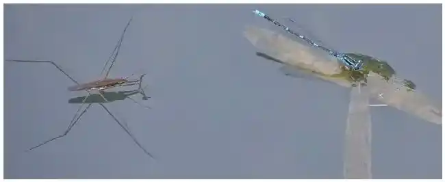 水黾是害虫还是益虫 | 三农答疑