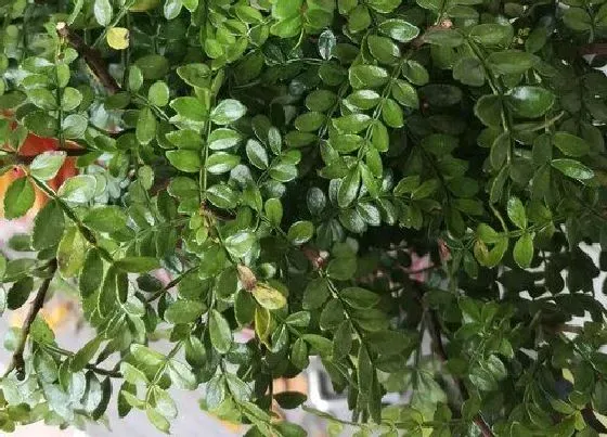 植物常识问题|清香木和胡椒木的区别