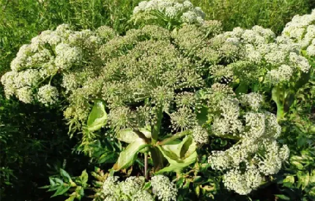 植物常识问题|白芷种植方法及田间管理（中药白芷播种时间及栽培技术）