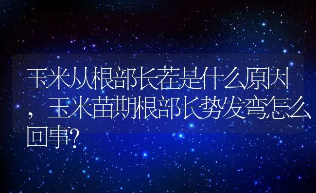 玉米从根部长茬是什么原因,玉米苗期根部长势发弯怎么回事？ | 养殖常见问题