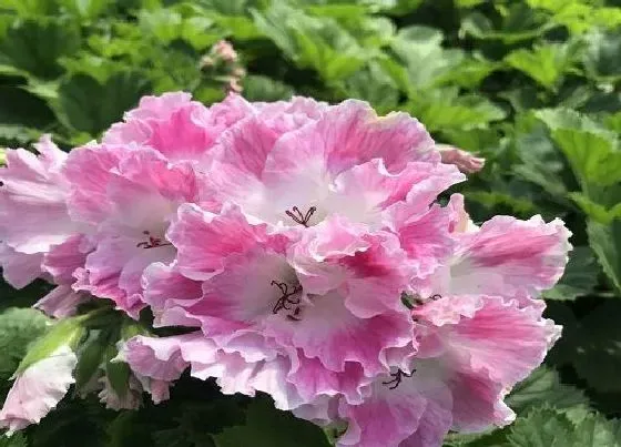 植物常识问题|夏天天竺葵黄叶是什么原因造成的