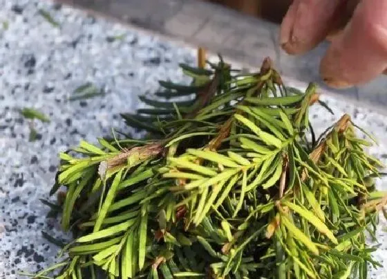 植物常识问题|红豆杉的修剪和扦插方法