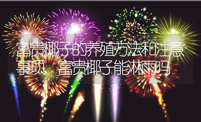 富贵椰子的养殖方法和注意事项,富贵椰子能淋雨吗 | 养殖常见问题