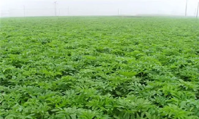 植物常识问题|白芷种植方法及田间管理（中药白芷播种时间及栽培技术）