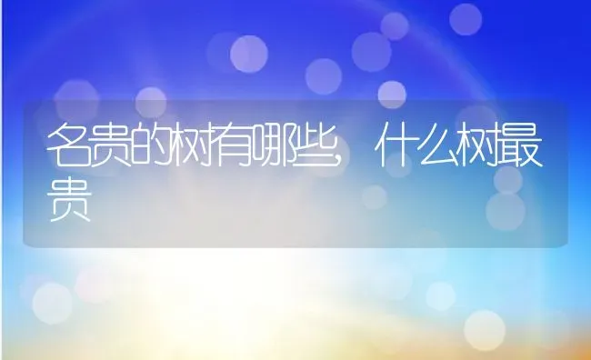 名贵的树有哪些,什么树最贵 | 养殖常见问题