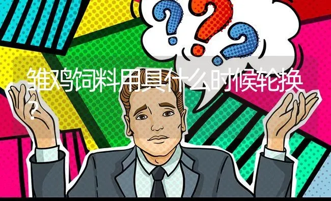 雏鸡饲料用具什么时候轮换? | 养殖问题解答