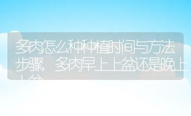 多肉怎么种种植时间与方法步骤,多肉早上上盆还是晚上上盆 | 养殖常见问题