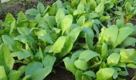 植物常识问题|怎样让菠菜种子发芽出苗快（种植前浸种催芽提高出苗率）