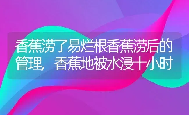 香蕉涝了易烂根香蕉涝后的管理,香蕉地被水浸十小时 | 养殖常见问题