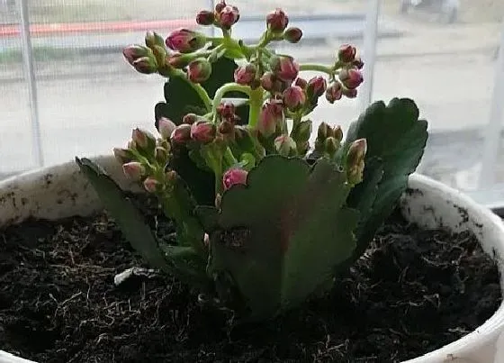 植物常识问题|长寿花花谢后如何扦插繁殖