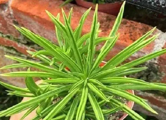 植物常识问题|多肉欢乐豆怎么养护安全度夏