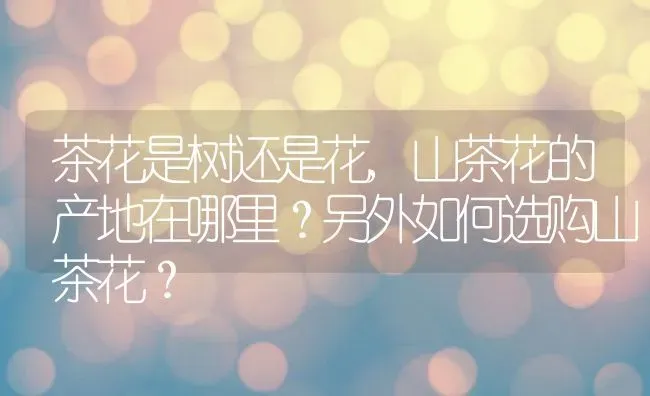 茶花是树还是花,山茶花的产地在哪里?另外如何选购山茶花? | 养殖常见问题