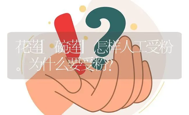 花莲[碗莲]怎样人工受粉。为什么要受粉? | 养殖问题解答