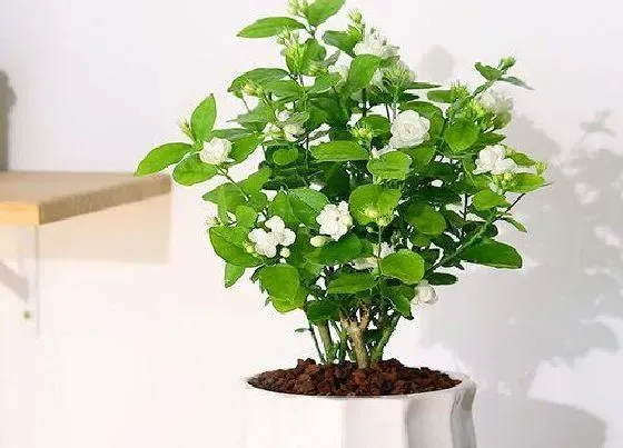 植物常识问题|茉莉花晒伤之后如何修复