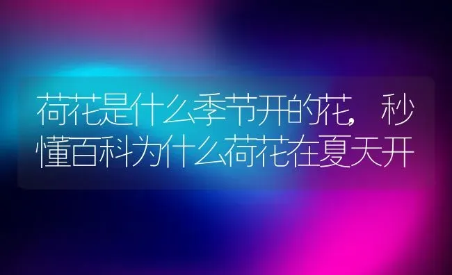 荷花是什么季节开的花,秒懂百科为什么荷花在夏天开 | 养殖常见问题