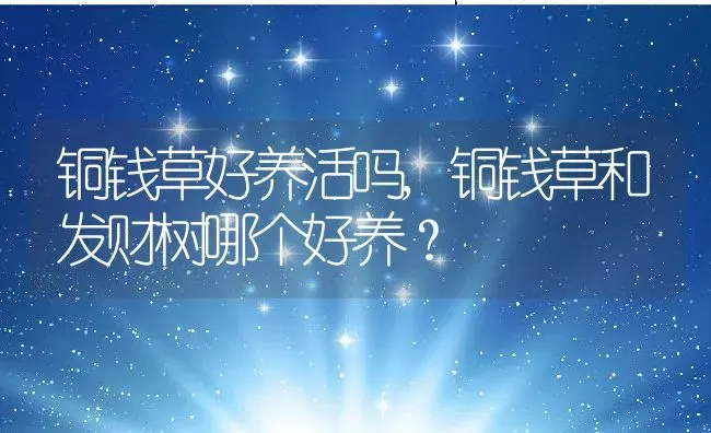 铜钱草好养活吗,铜钱草和发财树哪个好养？ | 养殖常见问题