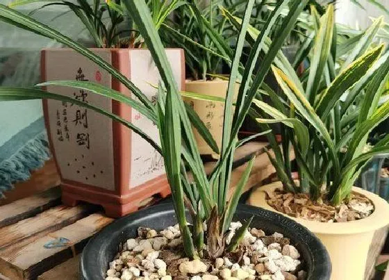 植物常识问题|秋季种植兰花怎么养护服盆快