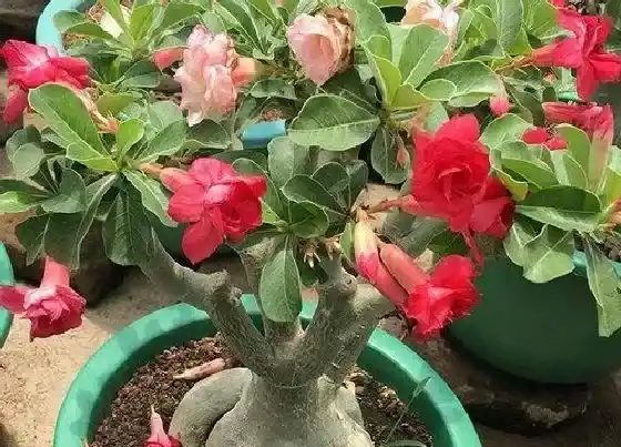 植物常识问题|7月养沙漠玫瑰的2个雷区