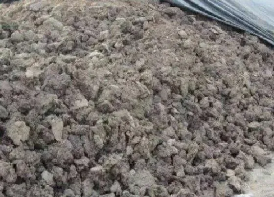 植物常识问题|三角梅施什么肥花开满树
