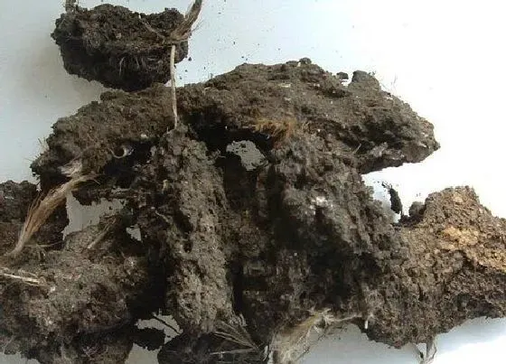 植物常识问题|三角梅施什么肥花开满树