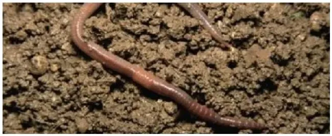 怎么找大量蚯蚓的地方如何养殖蚯蚓 | 三农答疑