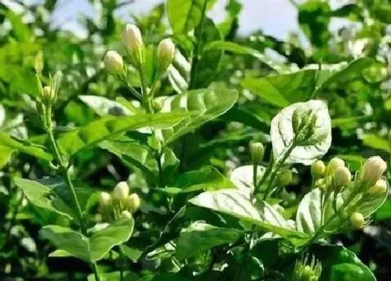 植物常识问题|茉莉花不开花需要注意的养护要点