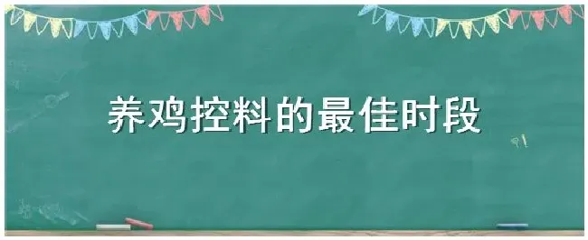 养鸡控料的最佳时段 | 生活常识