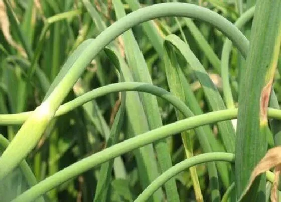 植物常识问题|种大蒜不抽蒜苔可以吗（不抽蒜薹影响大蒜长得好吗）