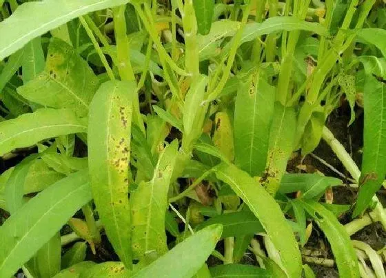 植物常识问题|空心菜下面的叶子发黄是什么病（种空心菜叶子发黄怎么办）