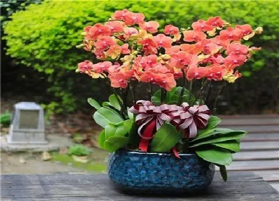 植物常识问题|蝴蝶兰如何养殖蹭蹭冒叶芽