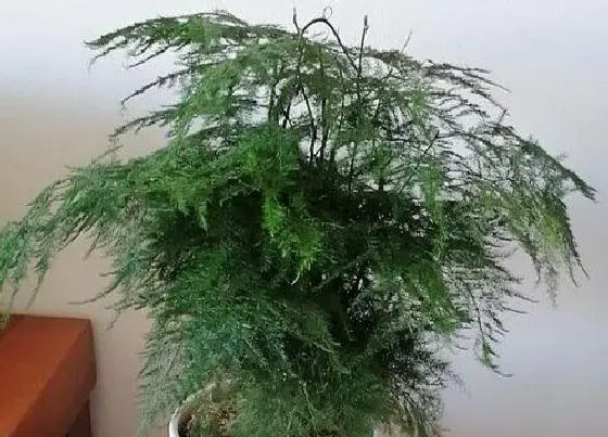 植物常识问题|文竹不发新芽的养护方法