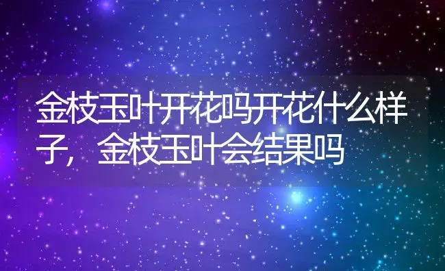 金枝玉叶开花吗开花什么样子,金枝玉叶会结果吗 | 养殖常见问题