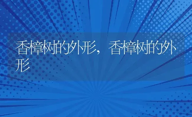 香樟树的外形,香樟树的外形 | 养殖常见问题