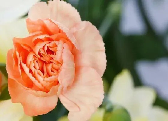 植物常识问题|康乃馨代表什么象征意义 红白黄粉色康乃馨代表的花语