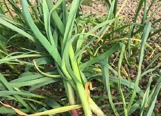 植物常识问题|种大蒜不抽蒜苔可以吗（不抽蒜薹影响大蒜长得好吗）