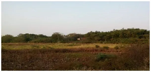 荒地种植什么不用打理 | 三农答疑