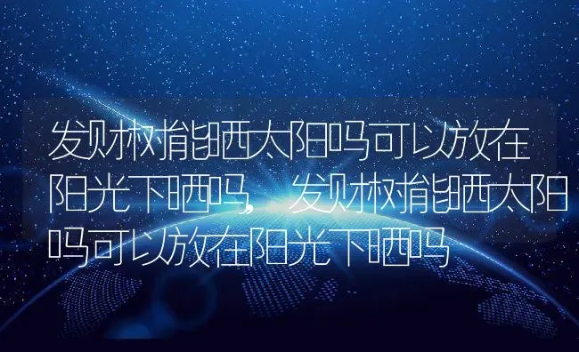 发财树能晒太阳吗可以放在阳光下晒吗,发财树能晒太阳吗可以放在阳光下晒吗 | 养殖常见问题