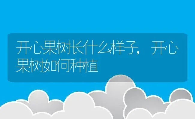 开心果树长什么样子,开心果树如何种植 | 养殖常见问题