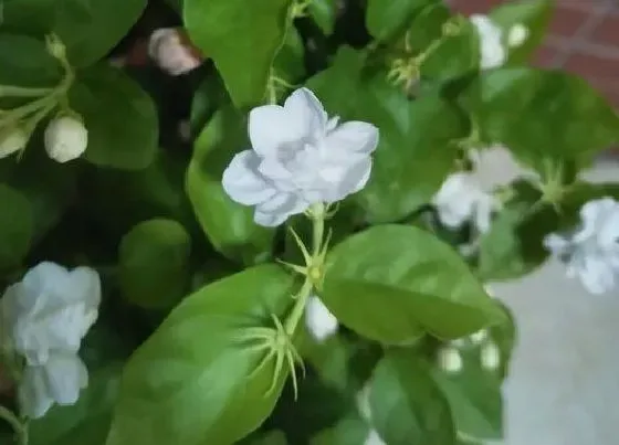 植物常识问题|茉莉花开花后如何进行施肥