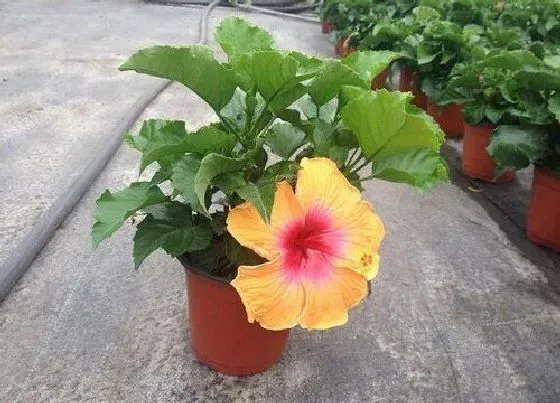 植物常识问题|扶桑花新买的叶子蔫了怎么办（网购扶桑花上盆后叶片发蔫）